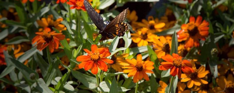 Sebert Landscaping